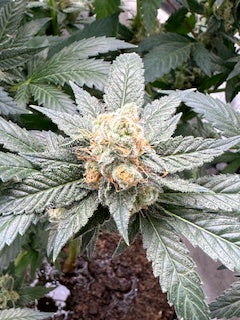 Pinnacle Buds All-Natural Bloom Fertilizer & Soil Amemendment